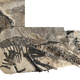 A dinosaur fossil.